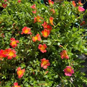 Verdolaga en canasta