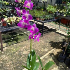 Orquídea Dendrobium