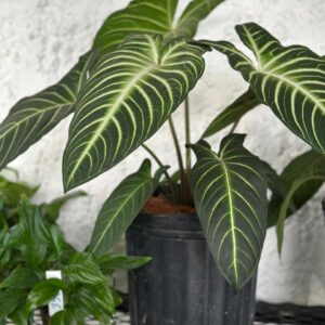 Xanthosoma Lindenii grande