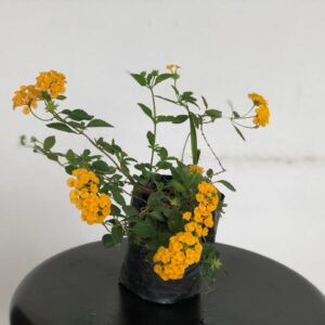 Sanica pequeña en funda