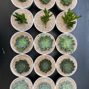 Suculenta pequeñas