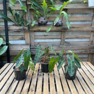 Philodendron Billitae