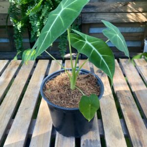 Alocasia Frydek Verde