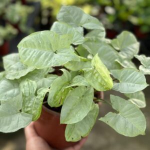 Syngonium Plateado