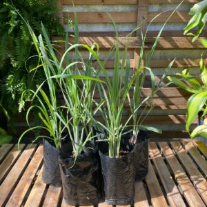 Limoncillo de hacer Te