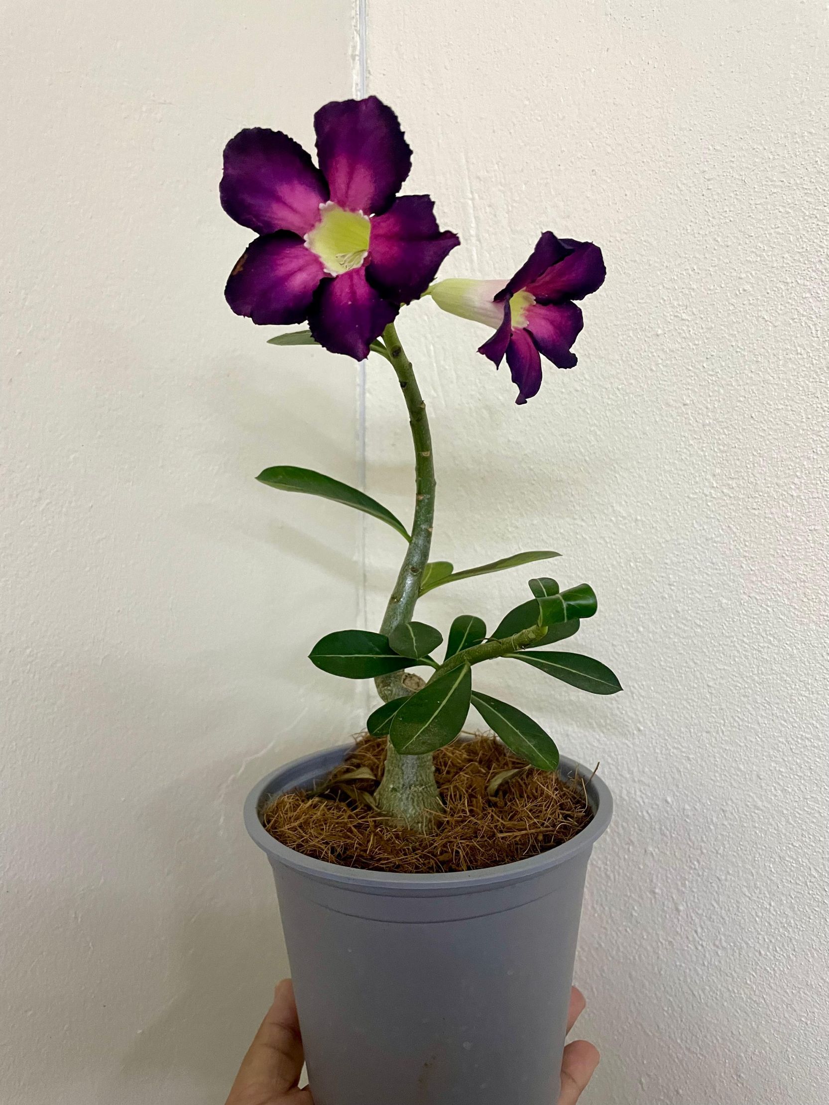 Flor del desierto