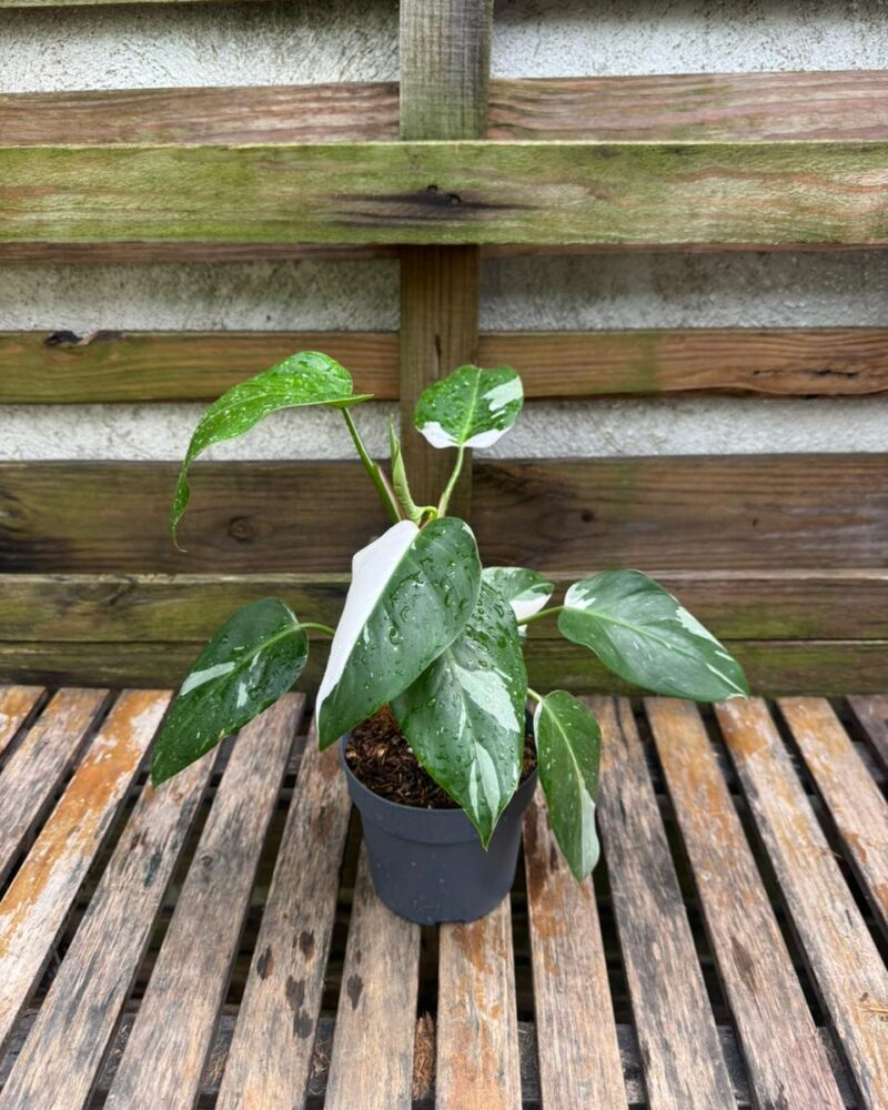 Philodendron White Princess