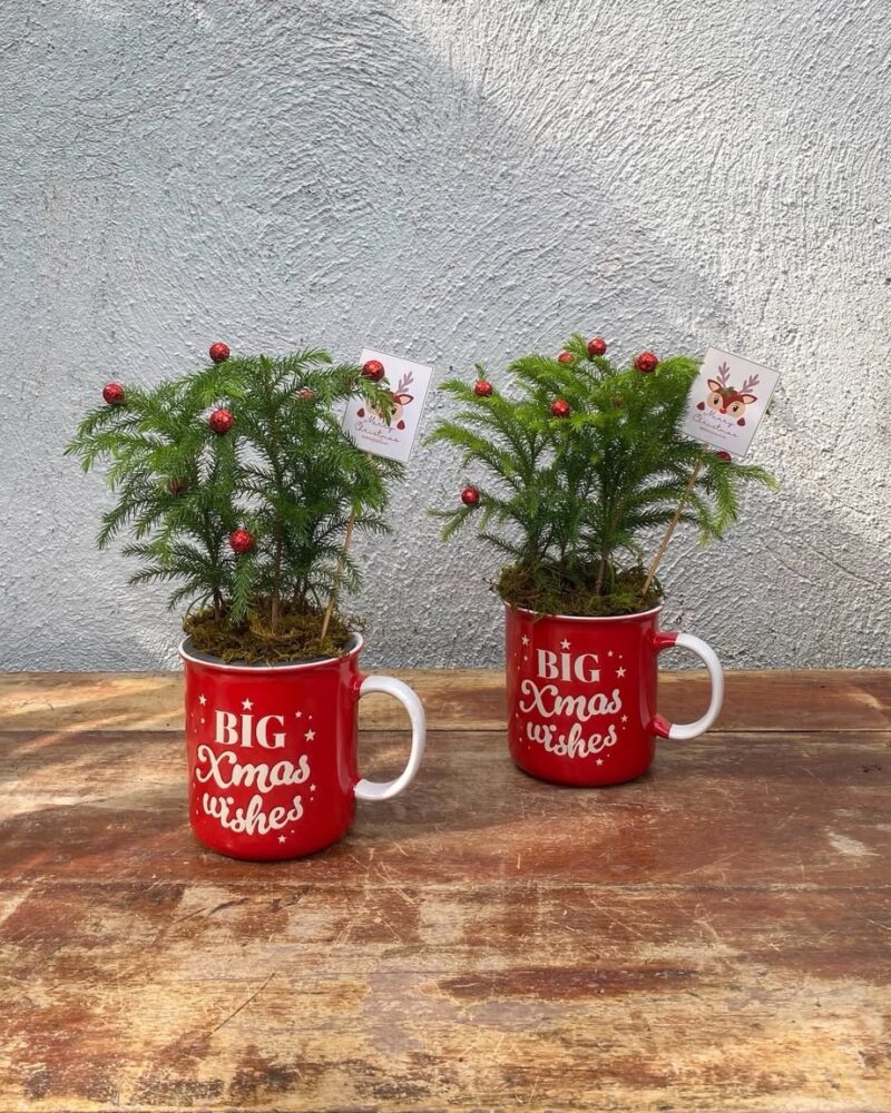 Pino y Taza Arreglo
