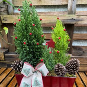 Arreglo Pinos Variados