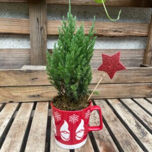 Taza + Pino Juniper stricta