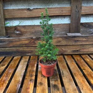 Pino On Point Tarro 3 Pulg