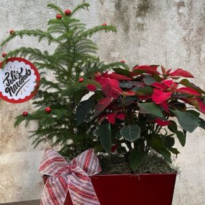 Pino Araucaria mas Pascua