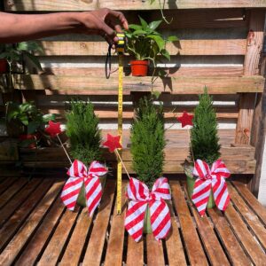 Pino Elwoodii + base