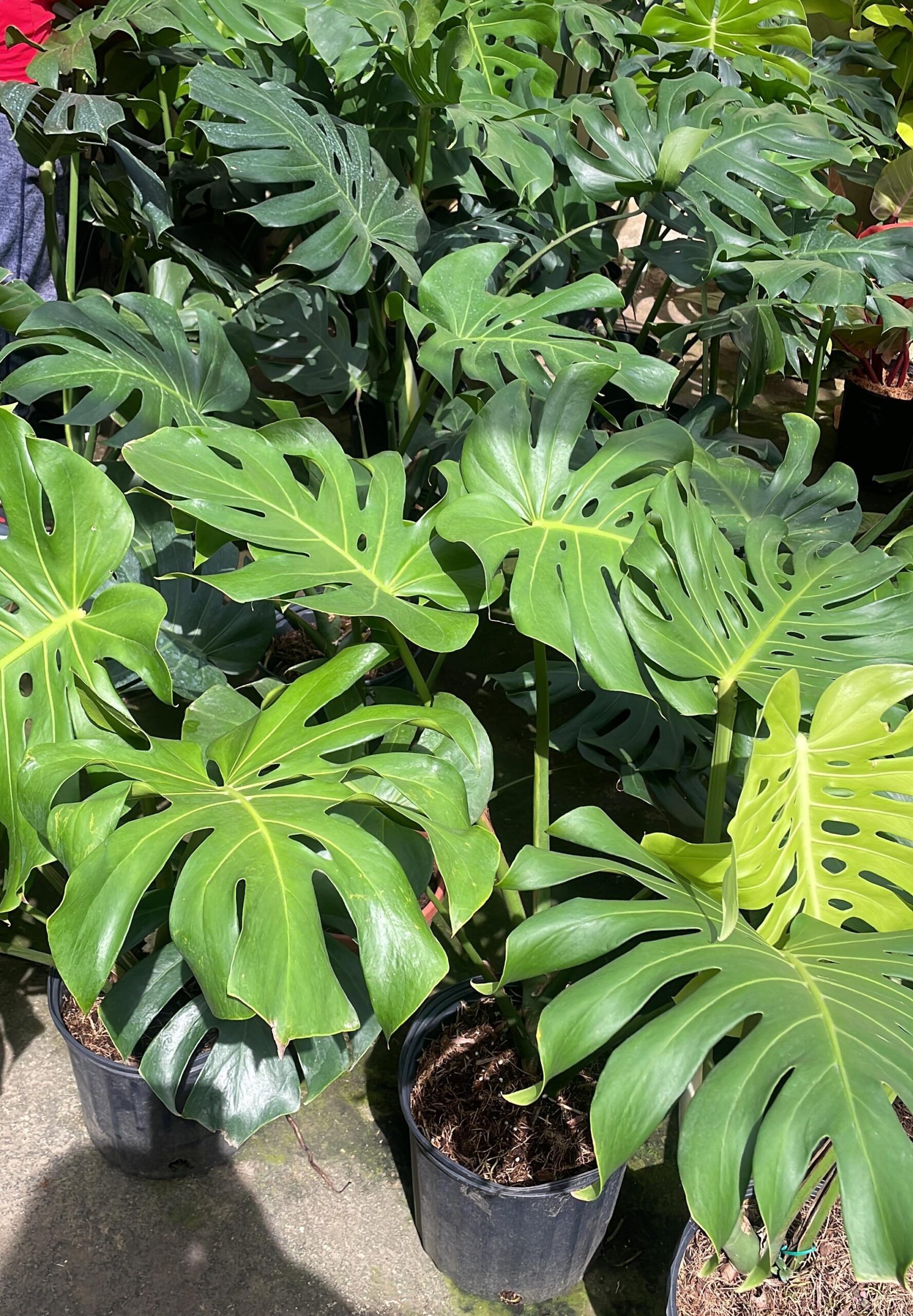 Monstera Verde Tarro 5 galones