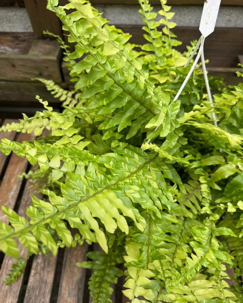 Helecho variegado canasta