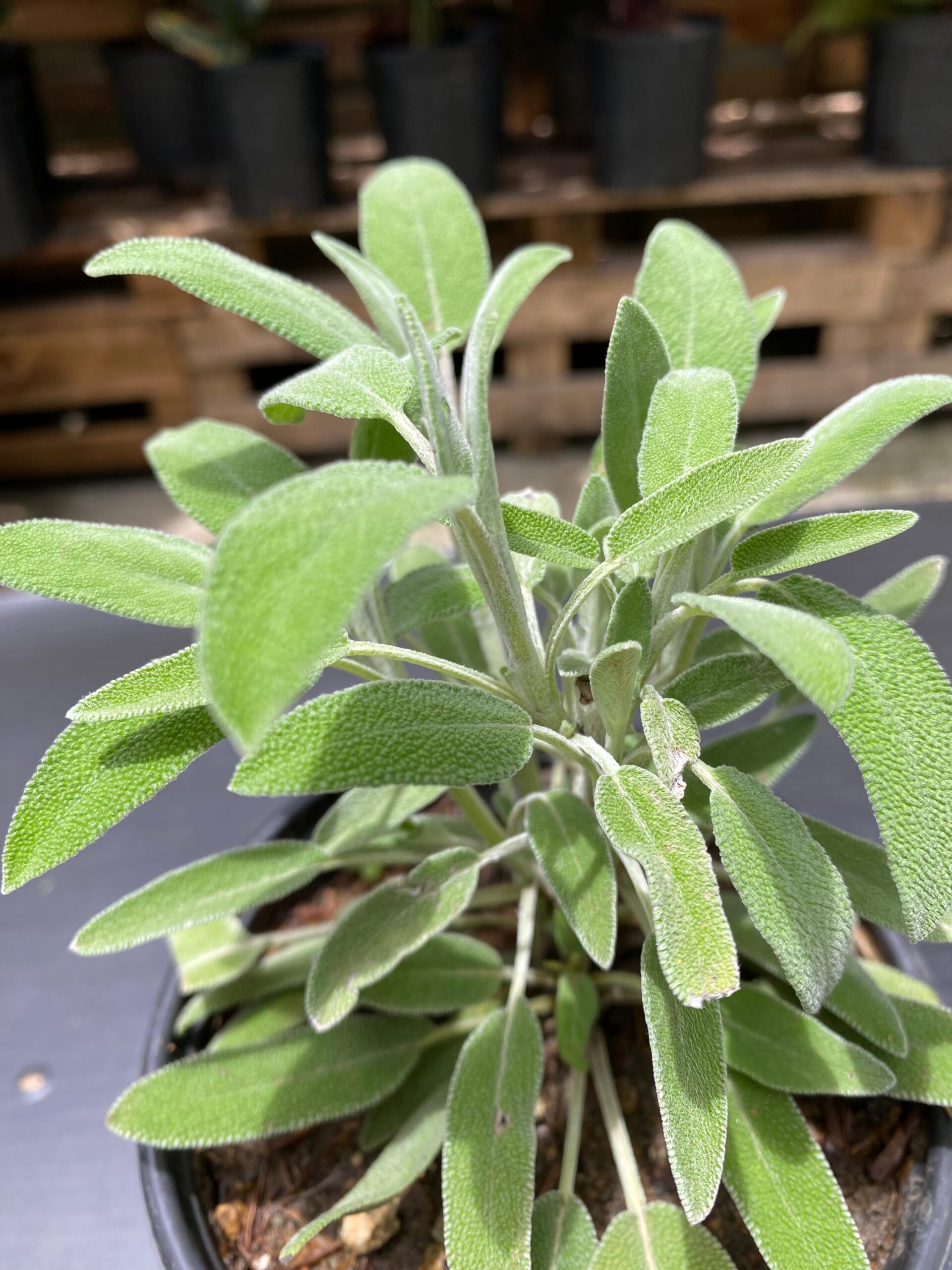 Salvia