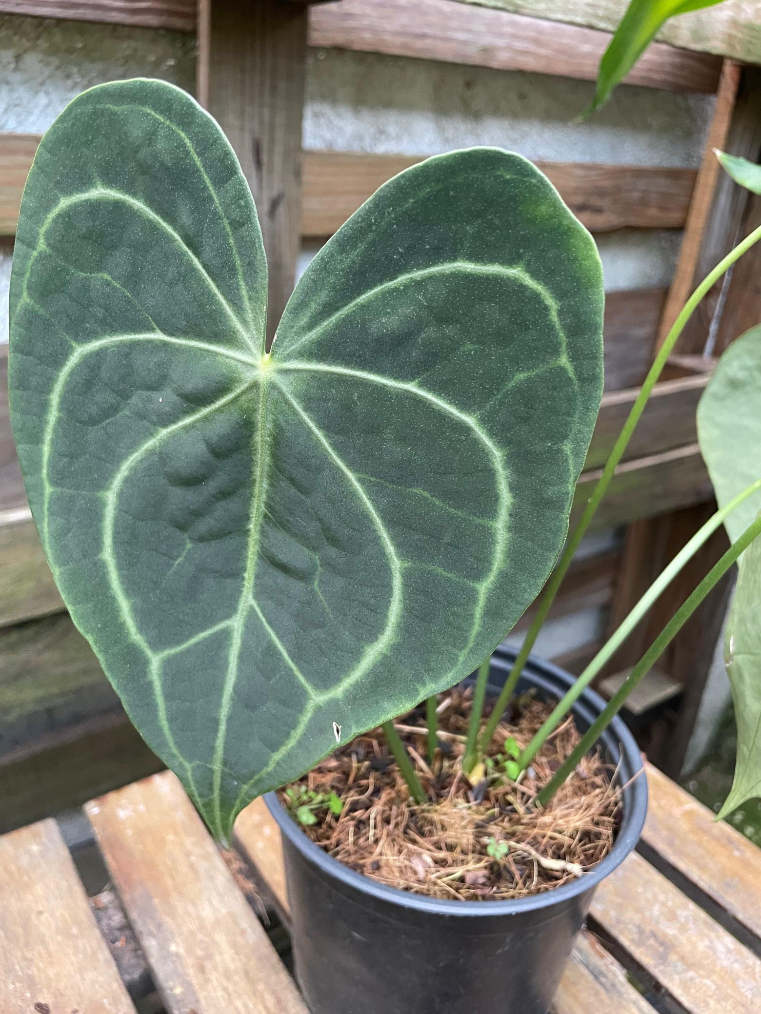 Anthurio Clarinervium