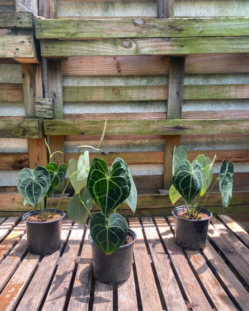 Anthurium Clarinervium