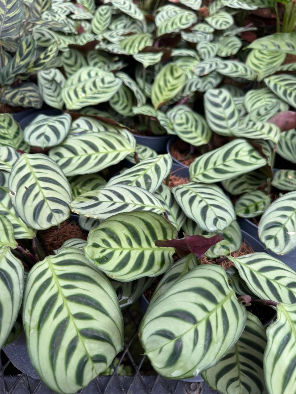 Calathea Burle Marxii