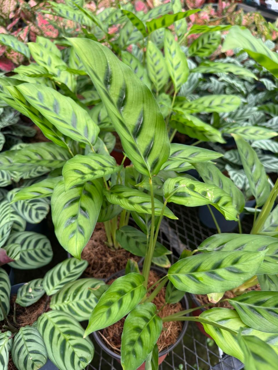 Calathea Leopardina