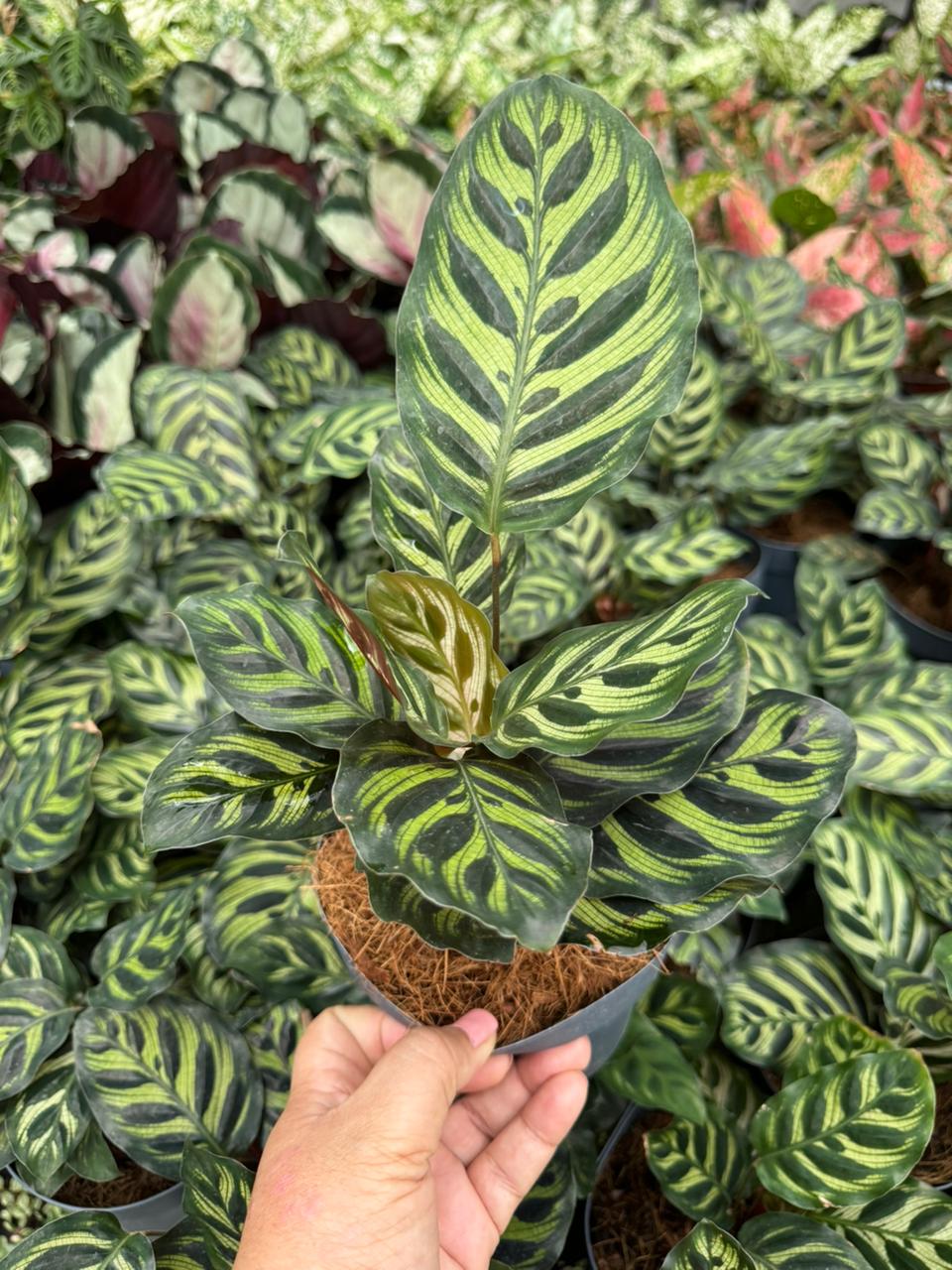 Calathea Makoyana
