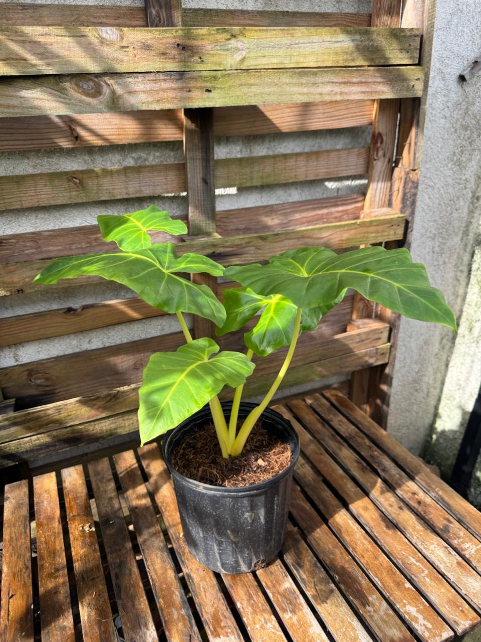 Colocasia Lutea Golden