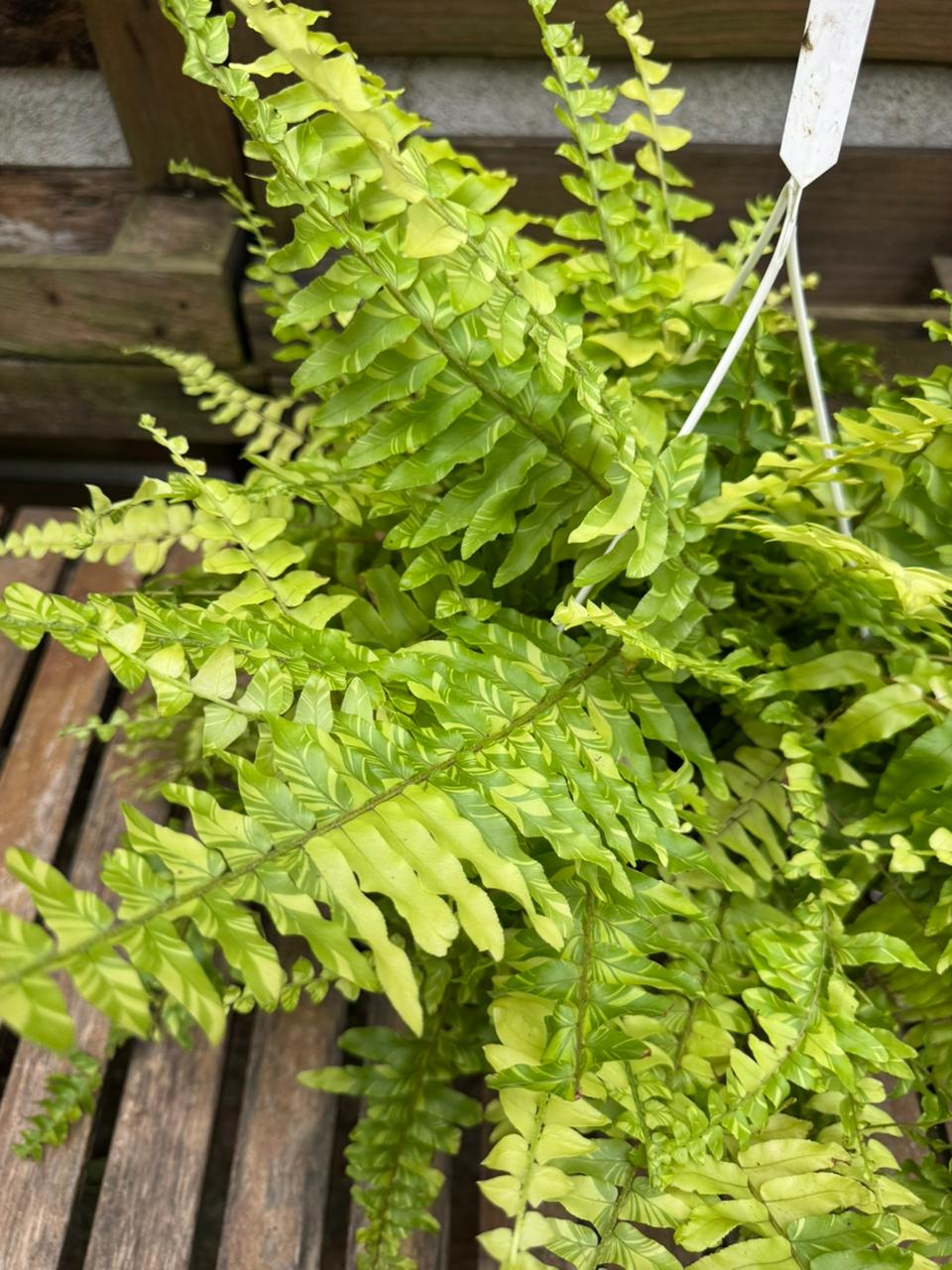 Helecho variegado Tiger