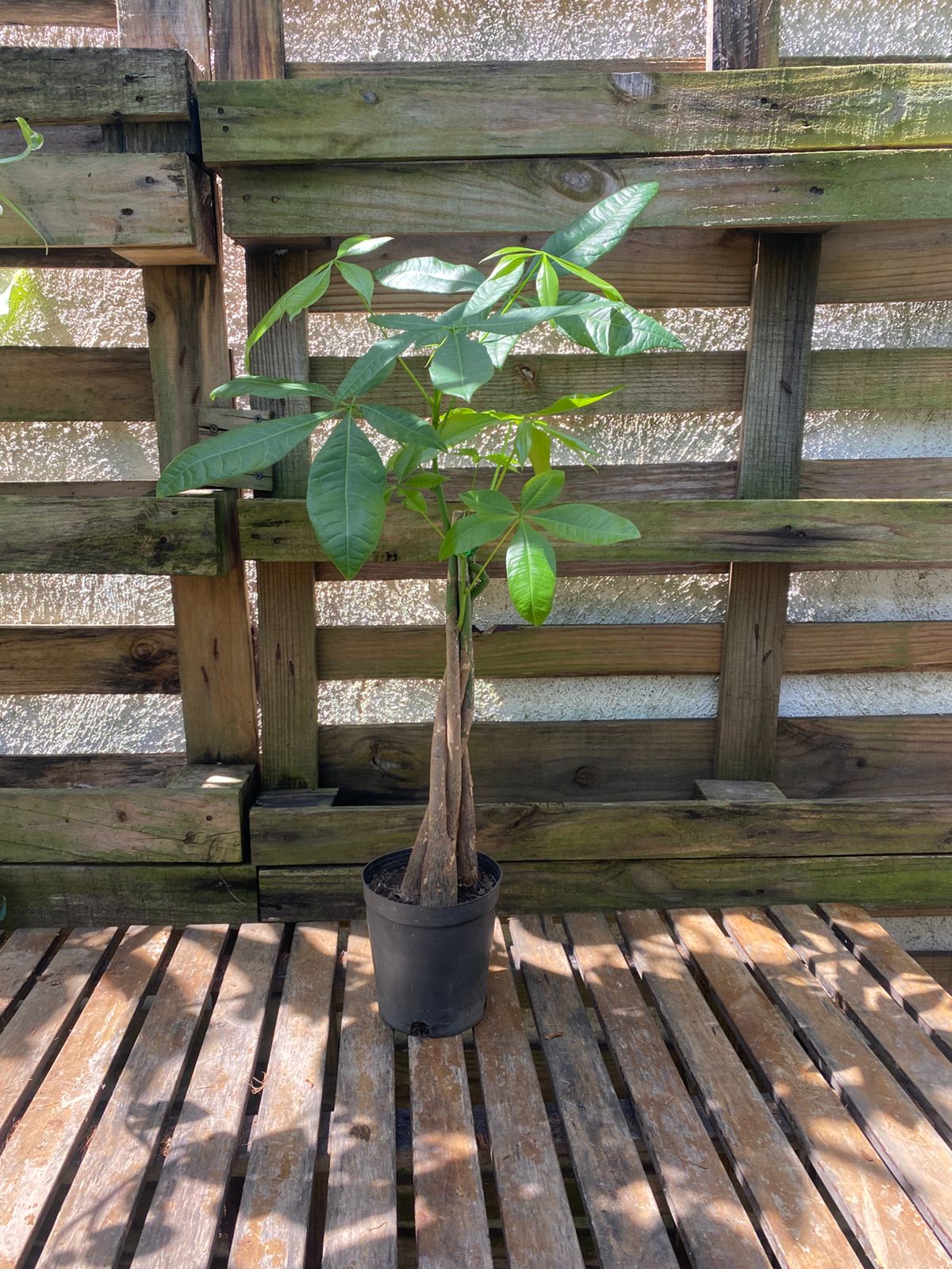 Pachira/ Money Tree