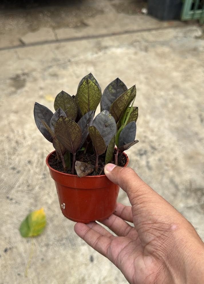 Samia Negra Tarro 4.5 Pulg