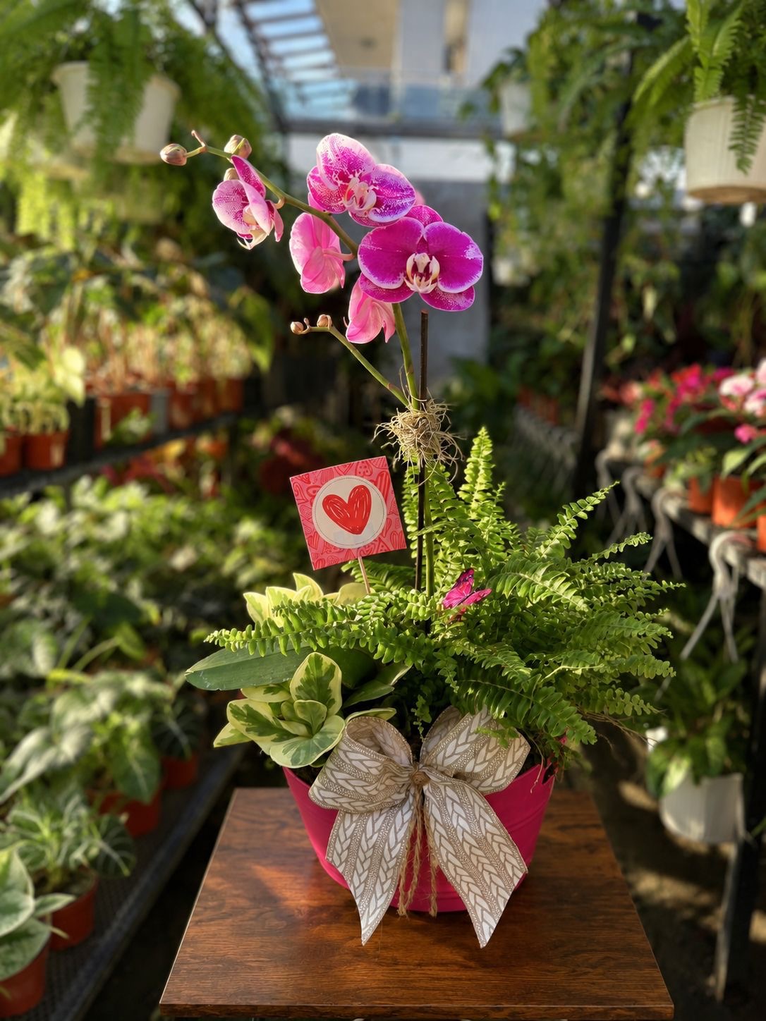 Orquídea Sophia