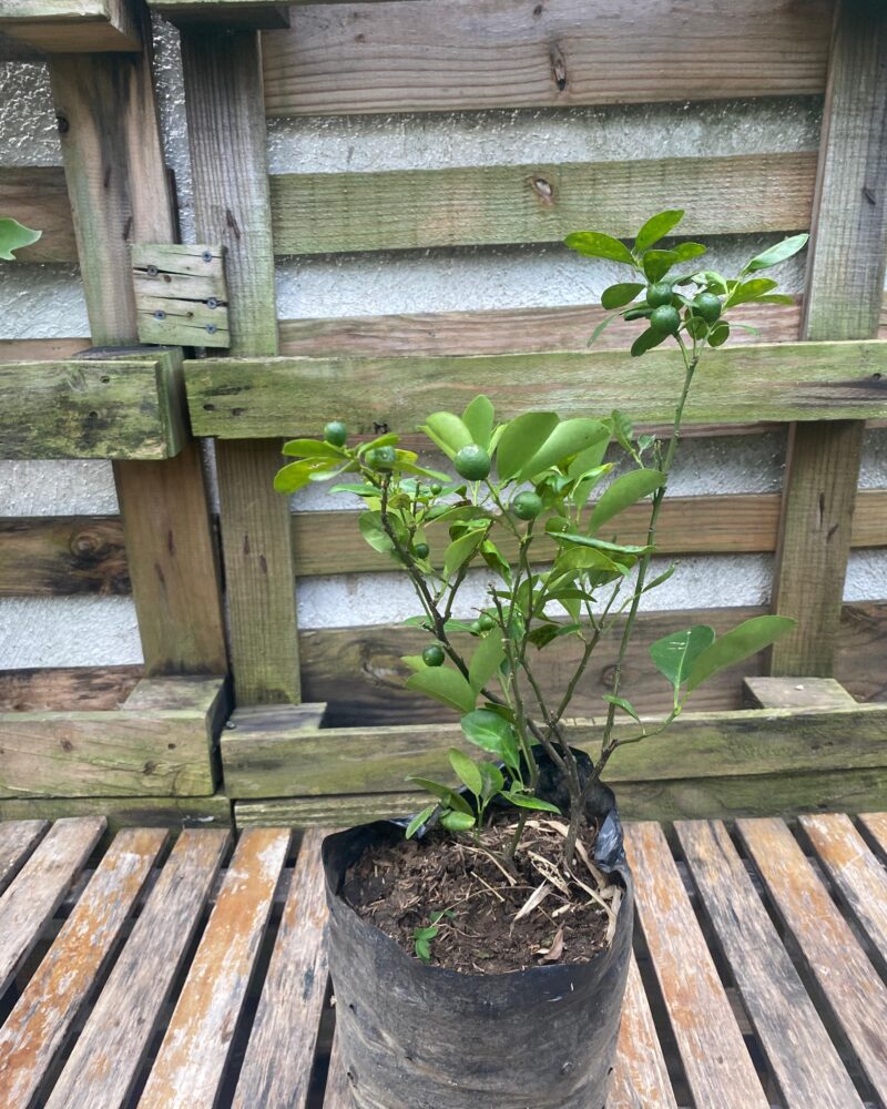Calamondin