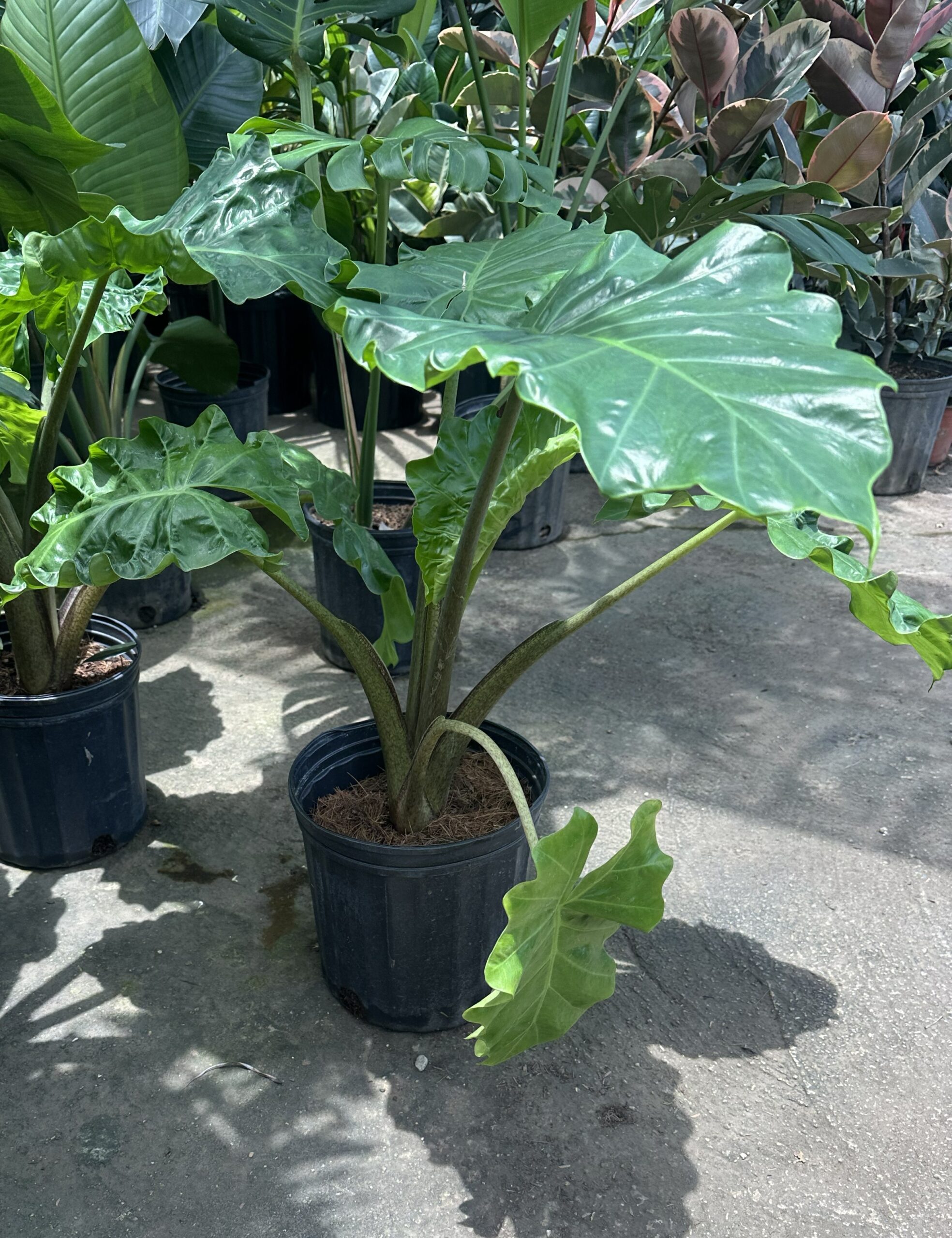 Alocasia Low Rider