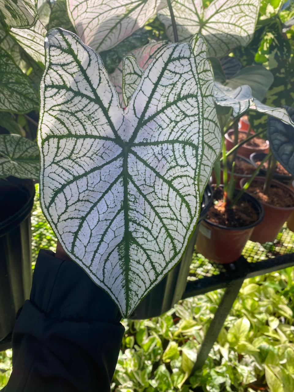 Caladium 5 gal.