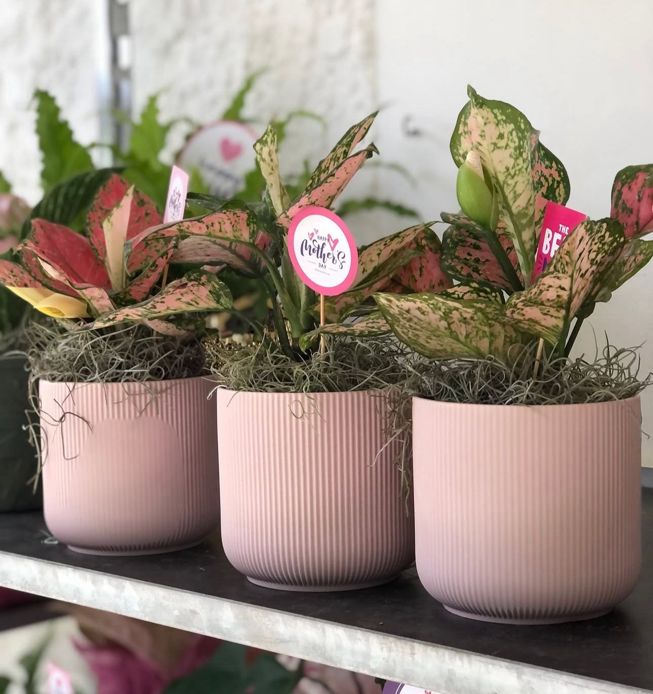 Aglaonema Rosada lista para enviar
