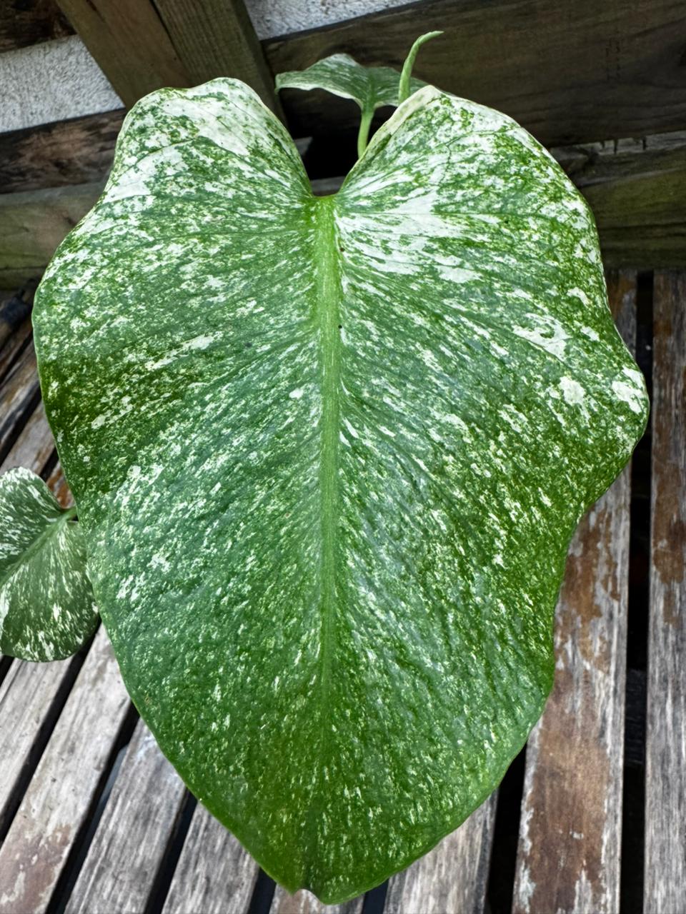 Monstera Mint