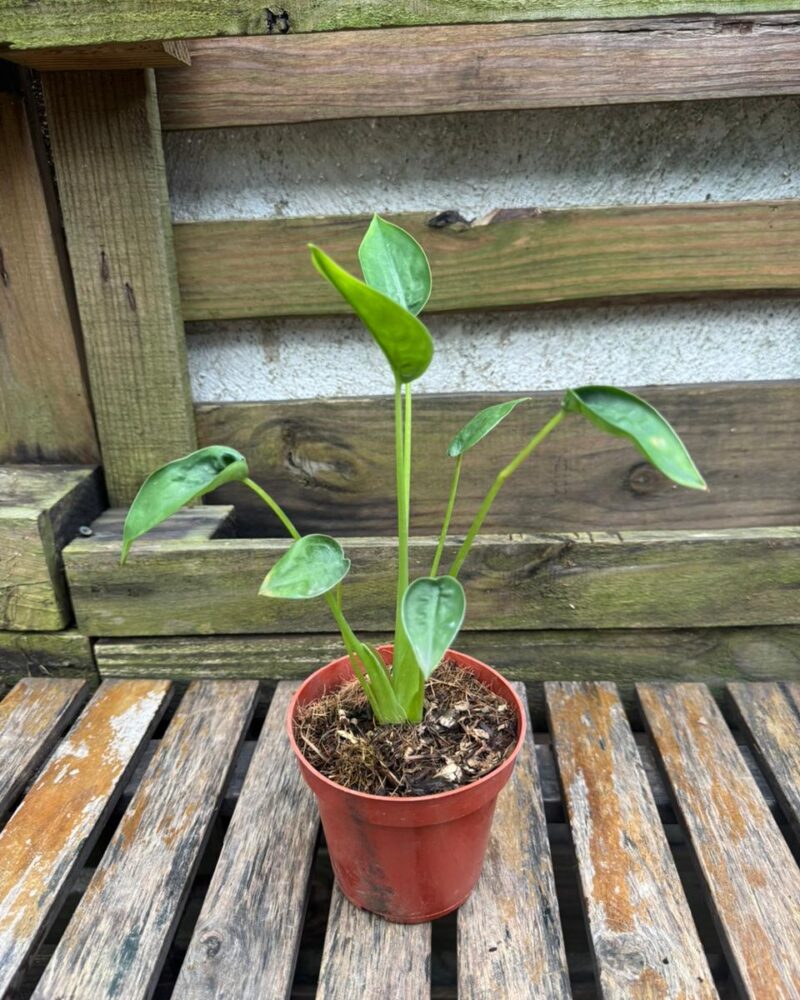 Alocasia Tiny dancer