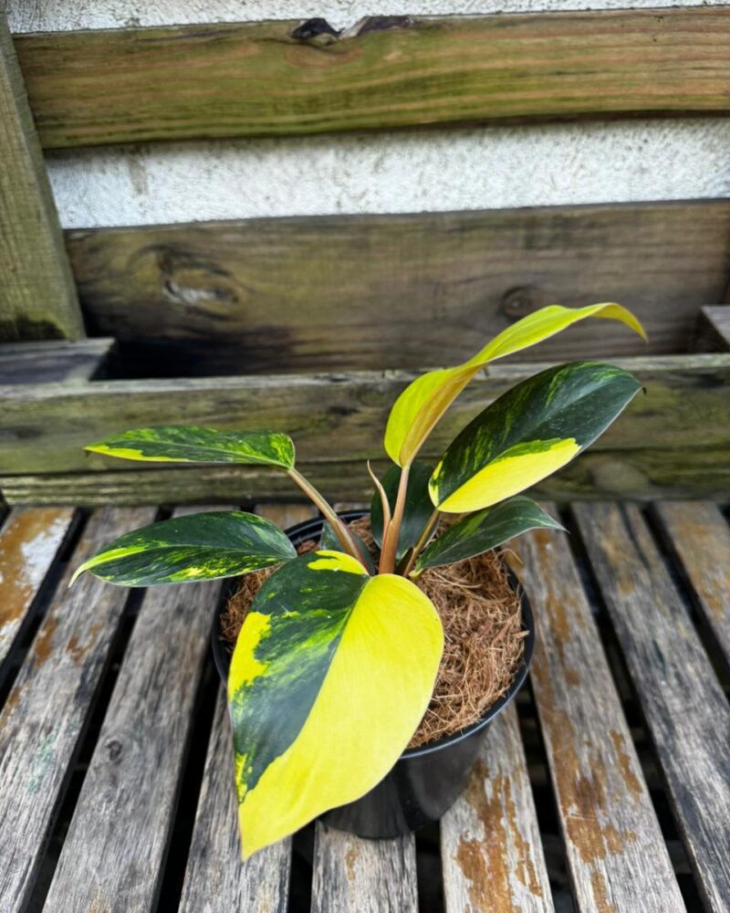 Monstera Aurea