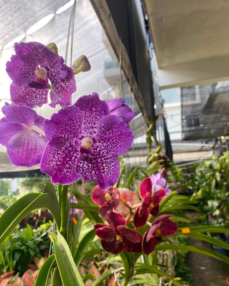 Vanda Aerea