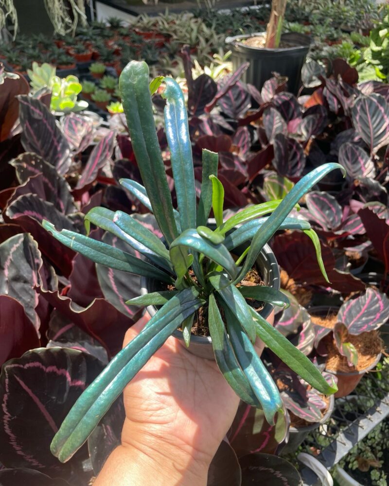 Blue oil fern