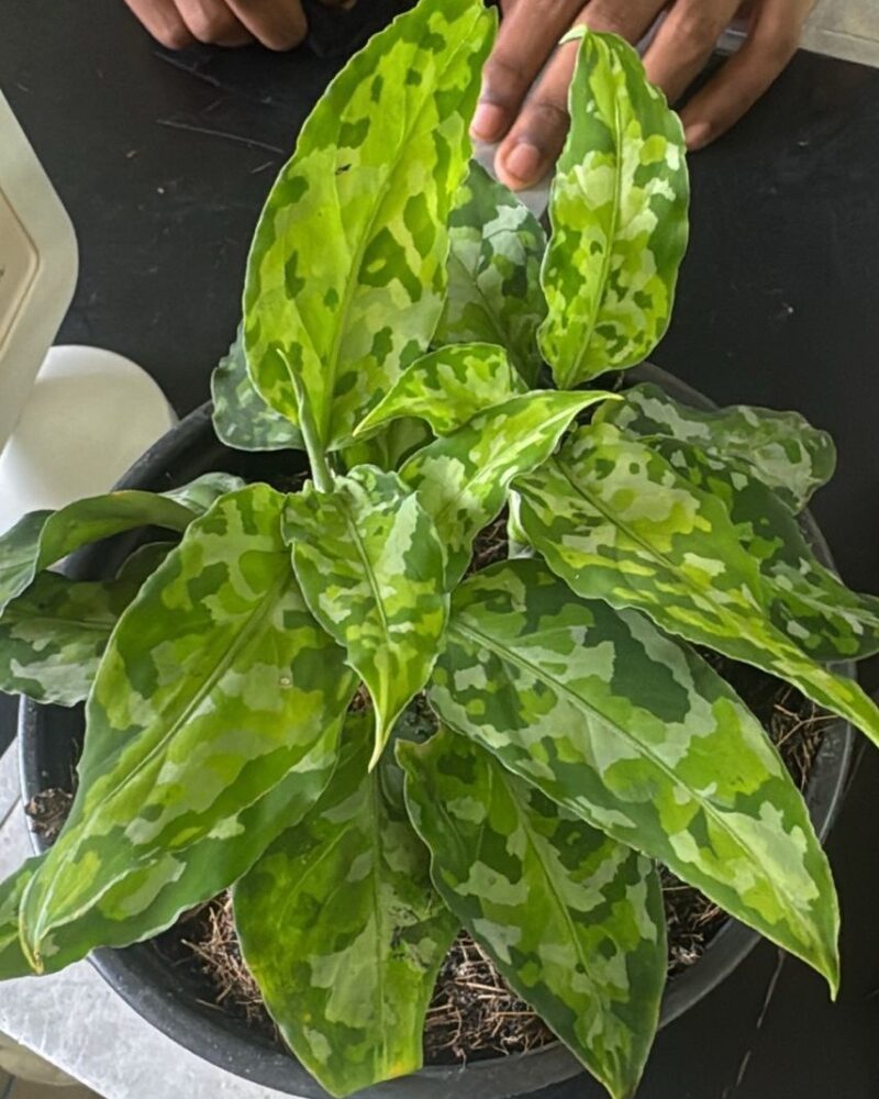 Aglaonema Pictum Tricolor