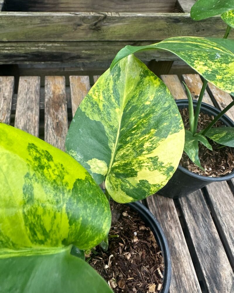 Monstera Aurea