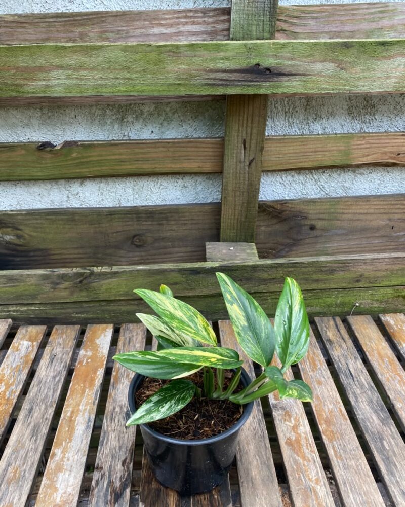 Monstera standleyana variegata