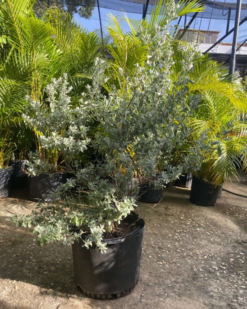 Oregano Plateado