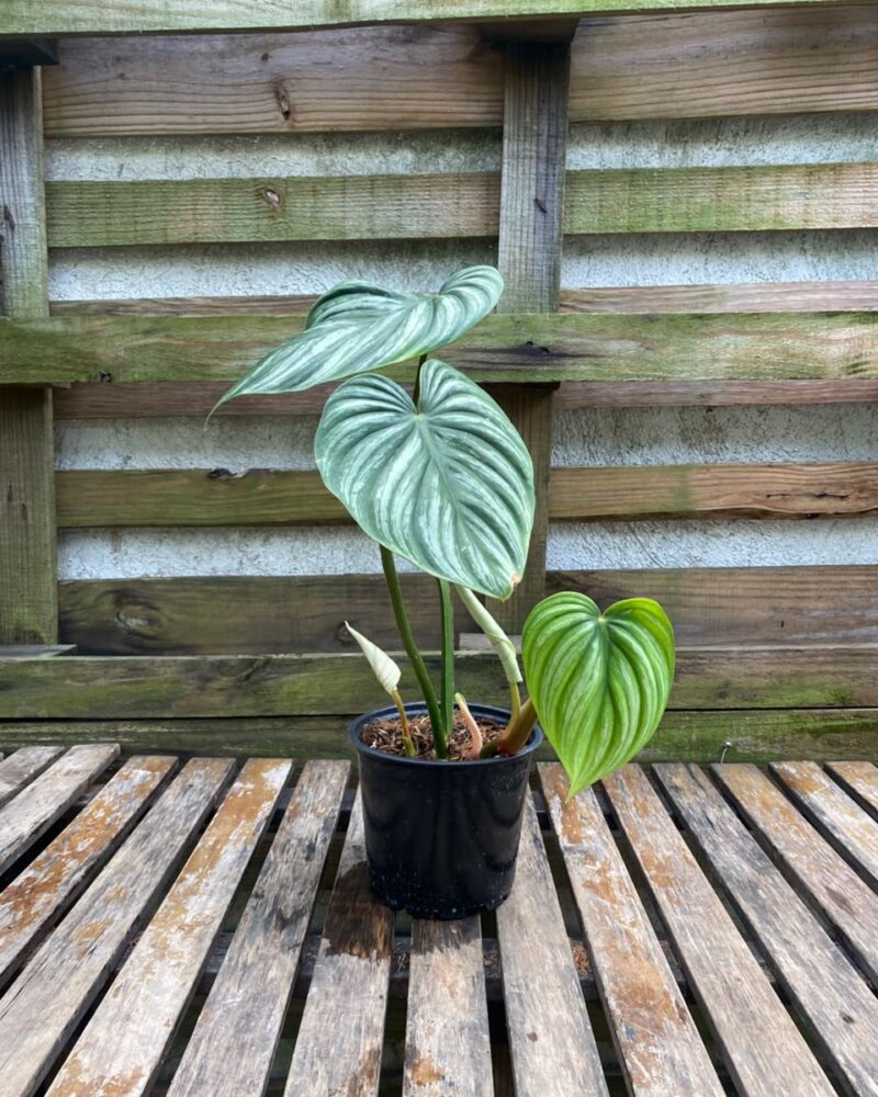 Philodendron Plowmanii