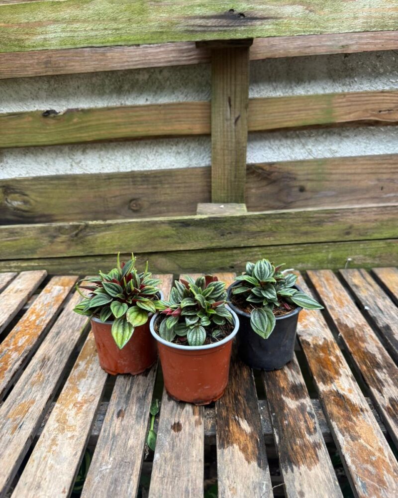 Peperomia Rosso