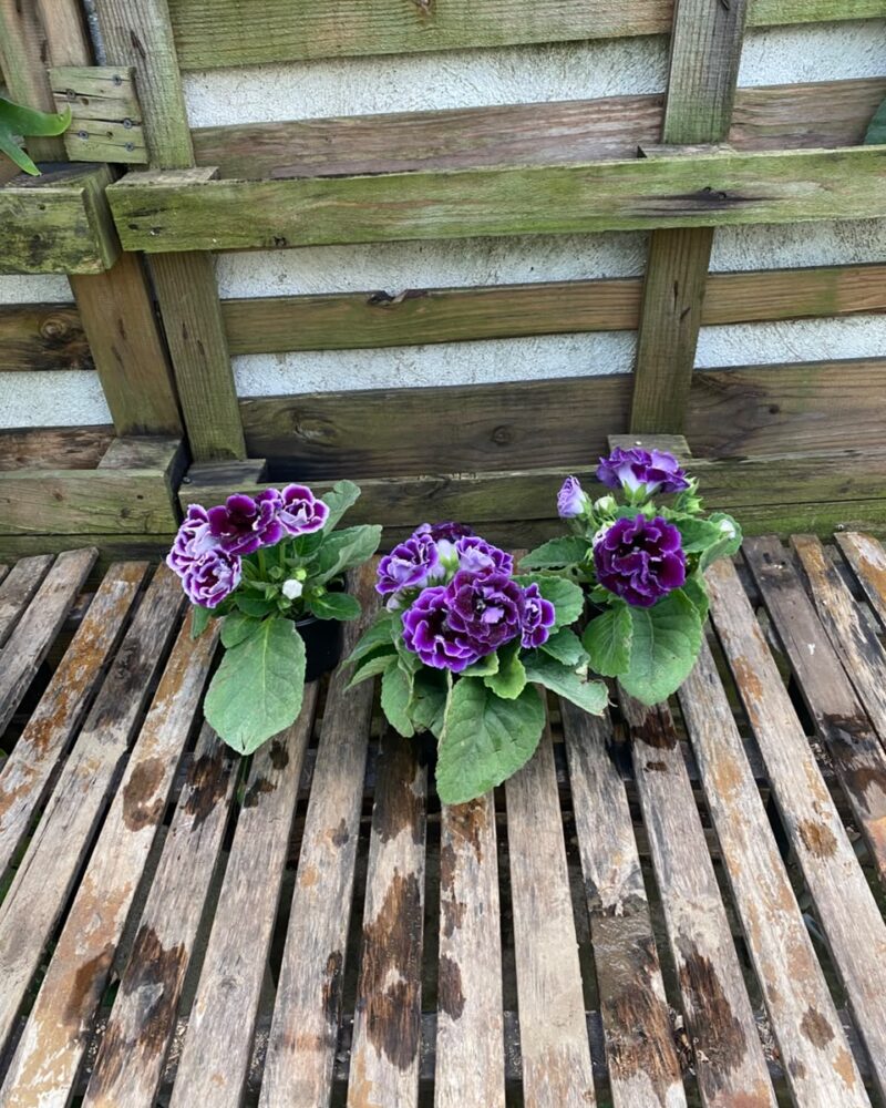 Gloxinia